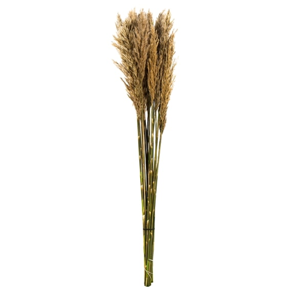 Vickerman 36" Ivory Plume Reed Bundle (15-20 stems), Preserved