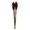 thumbnail image 1 of Vickerman 36" Merlot Plume Reed Bundle (15-20 stems), Preserved, 1 of 4