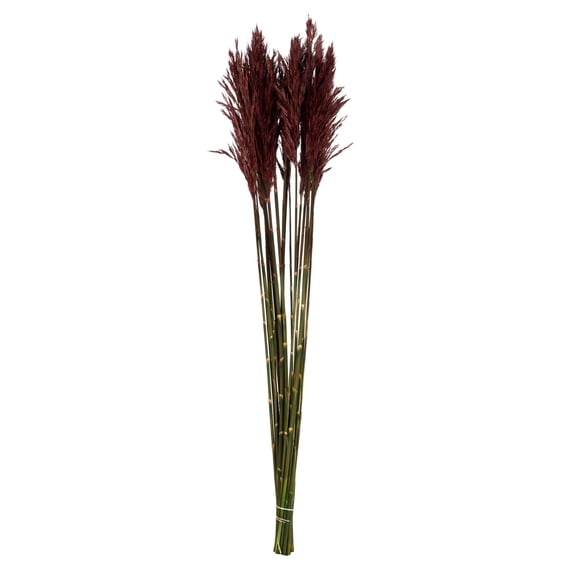 Vickerman 36" Merlot Plume Reed Bundle (15-20 stems), Preserved