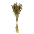 thumbnail image 1 of Vickerman 36" Natural Congo Grass, 8 oz Bundle, Dried, 1 of 4