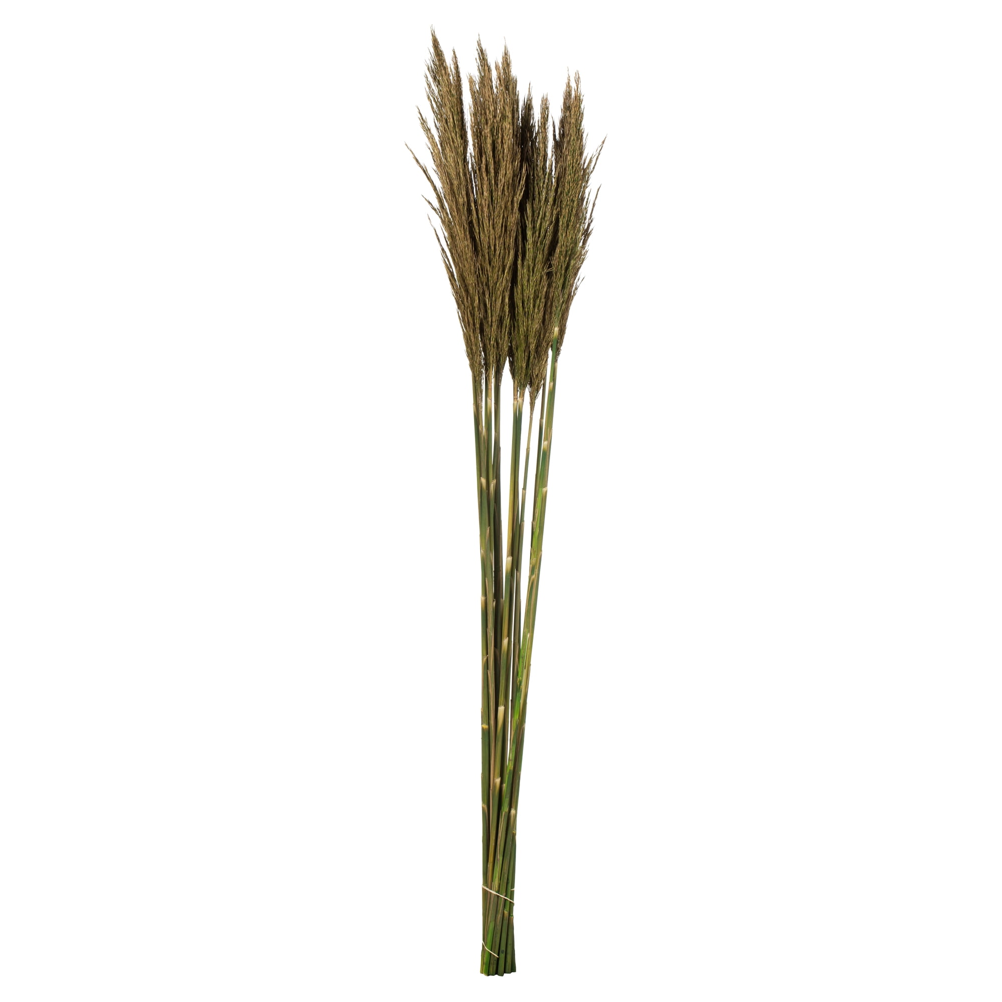 Natural Green 36" Preserved Plume Reed Bundle