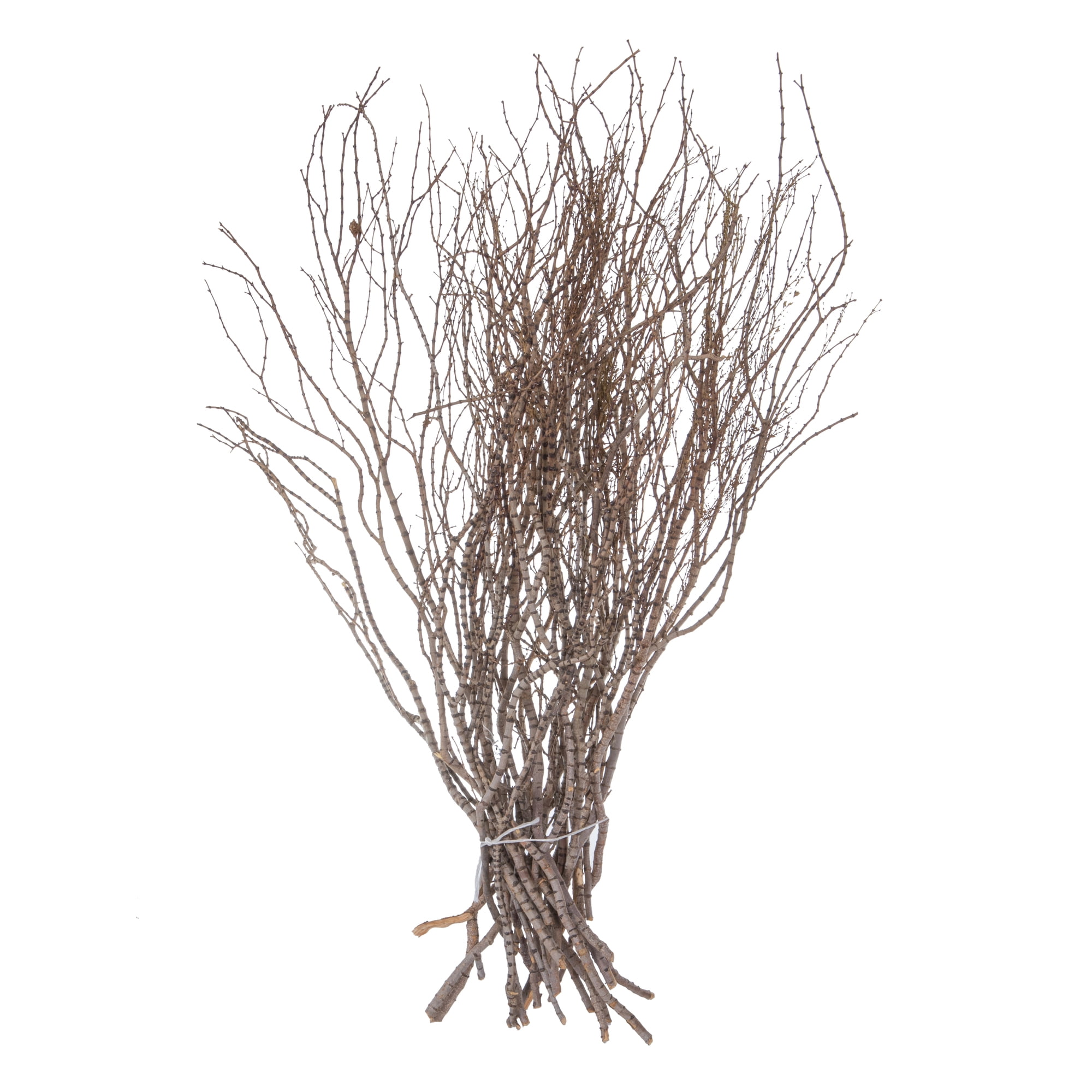Vickerman 36" Tigerwood bundle, 25 stems per Bundle , Dried