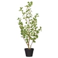 thumbnail image 1 of 36" Variegated Triangle Ficus Potted, 1 of 2