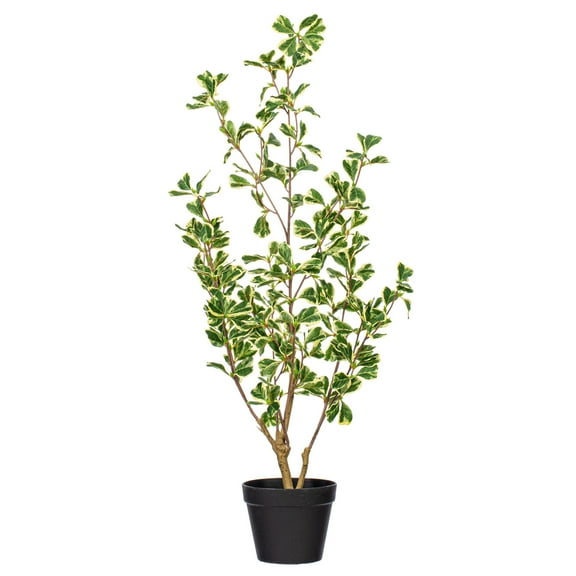 36" Variegated Triangle Ficus Potted