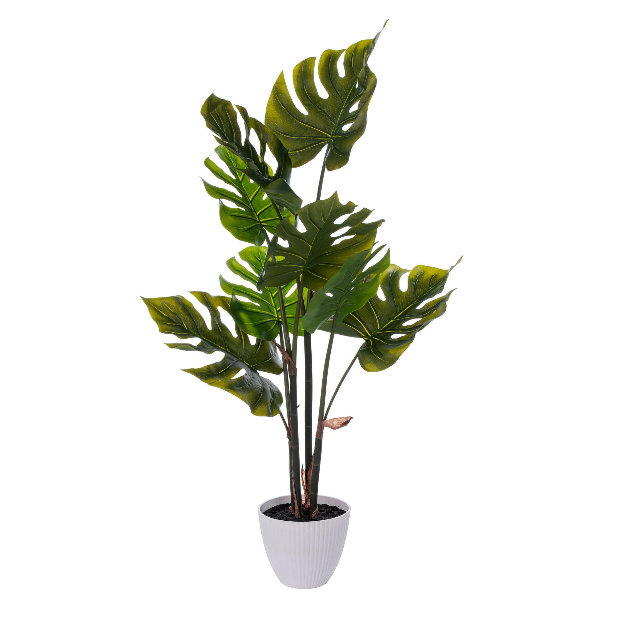 37" Green Swiss Cheese Plant in White Plastic Pot