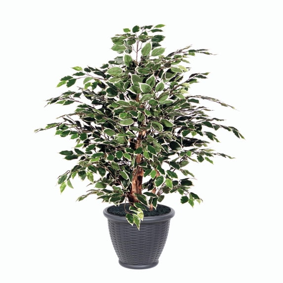 Vickerman 4' Artificial Variegated Ficus Extra Full Bush, Gray Round Plastic Container.