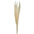 thumbnail image 1 of Vickerman 46" Dried Bleached Pampas Grass, 6 pieces per Pack., 1 of 4