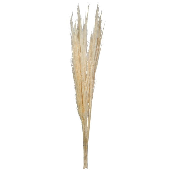 Vickerman 46" Dried Bleached Pampas Grass, 6 pieces per Pack.