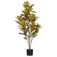 thumbnail image 1 of 48" Croton Potted Plant, 1 of 2