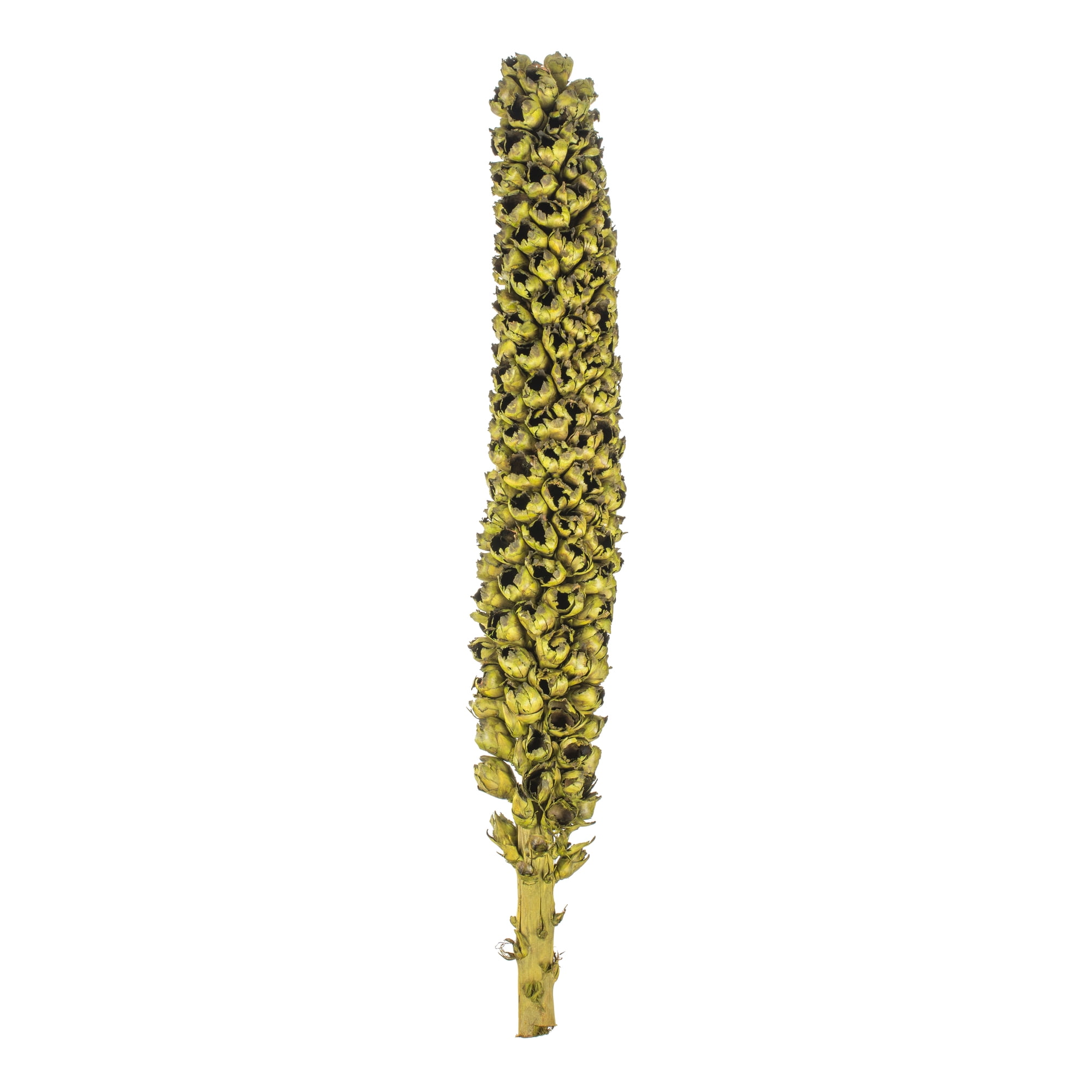 Vickerman 50 - 60" Basil Giant Seed Pod - Whole, 2 piece, minimum, Dried