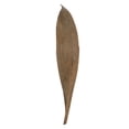 thumbnail image 1 of Vickerman 6-12" Natural Palm Paddles, Includes 32-37 pieces, Dried, 1 of 4