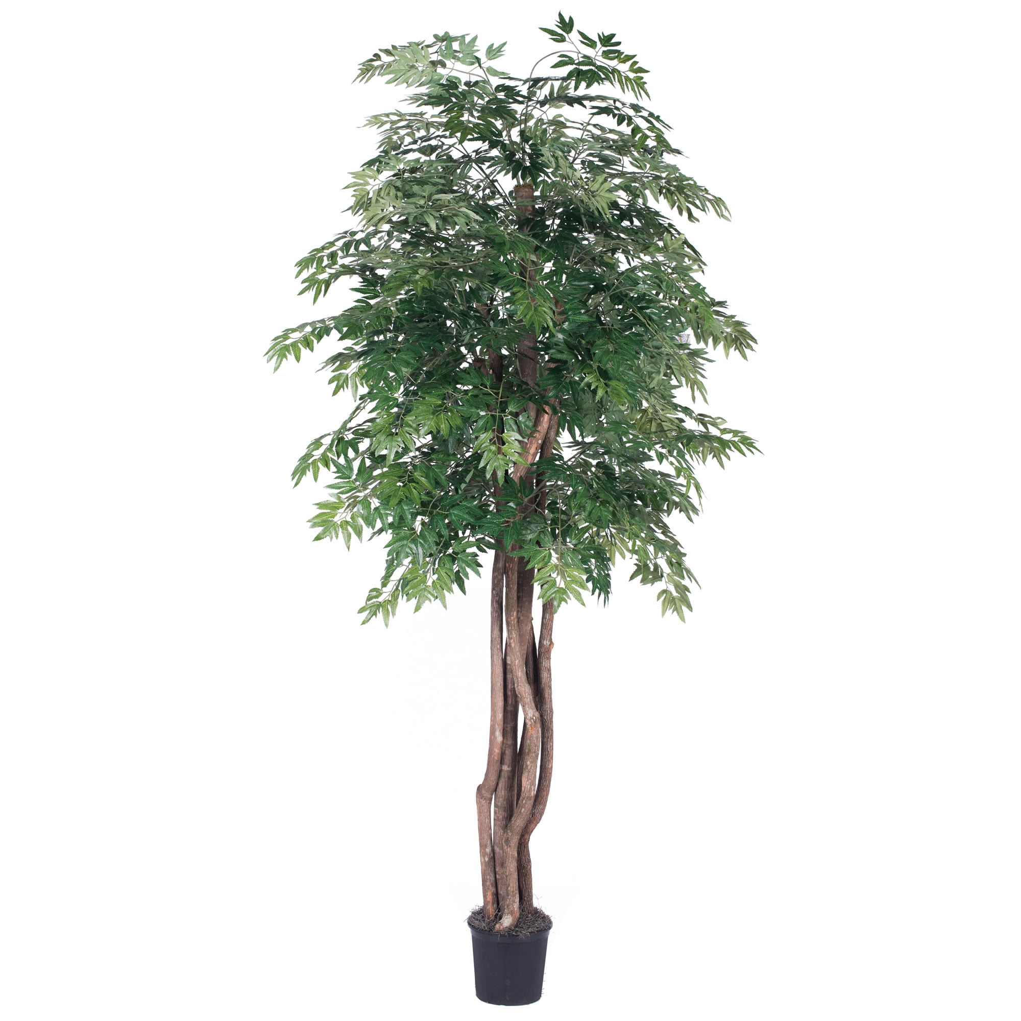 Lifelike Silk Ming Aralia 6' Outdoor Potted Tree with Realistic Trunks
