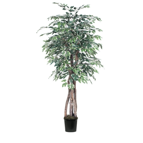 Vickerman 6' Artificial Variegated Ficus Executive, Black Plastic Pot
