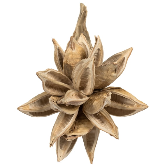 Vickerman 6" Bleached Star Pod, 1 piece, Dried