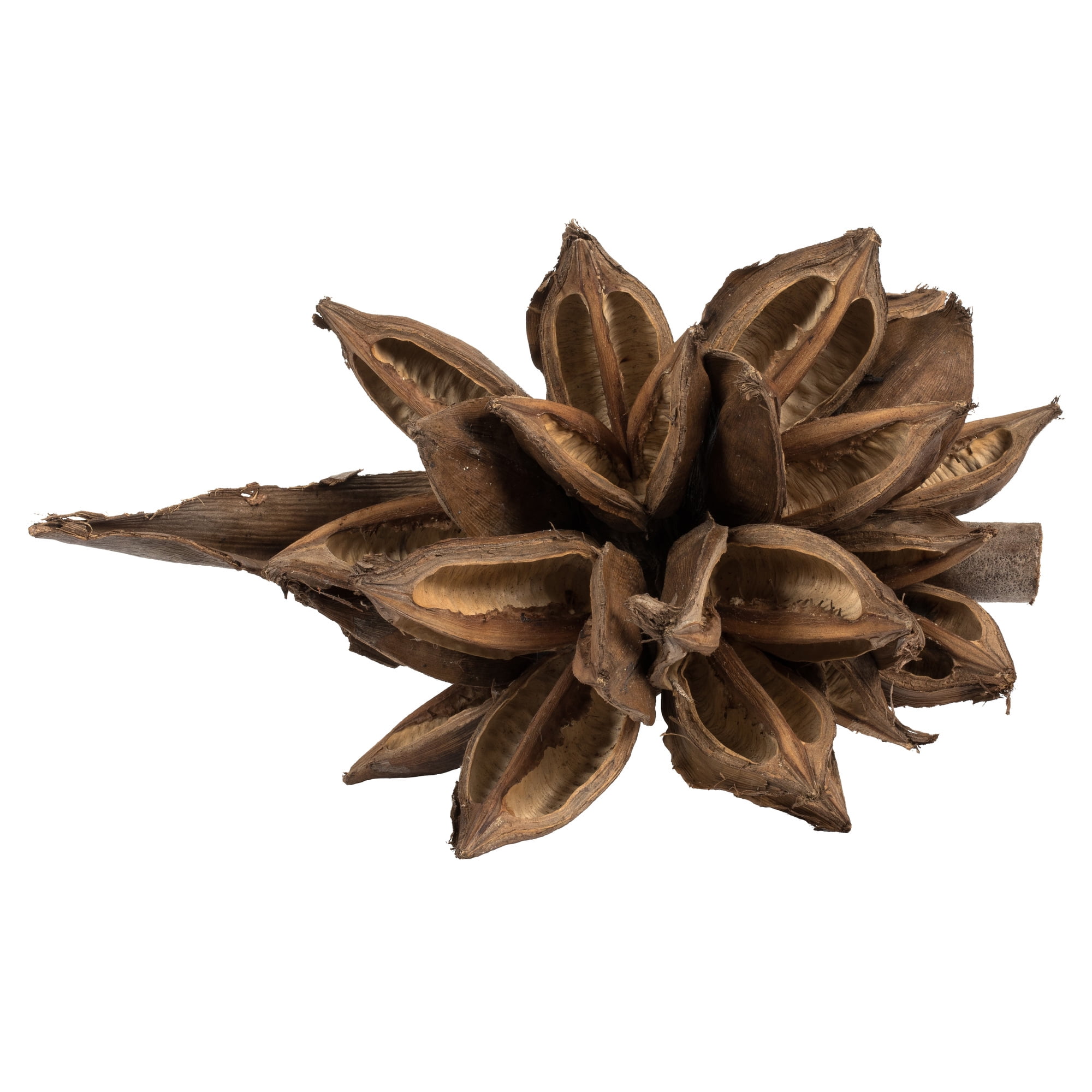 Vickerman 6" Natural Star Pod, 1 piece, Dried