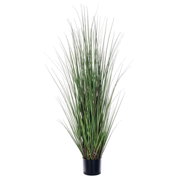 60" Green/Burgundy Flax Grass Potted