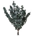 thumbnail image 1 of Vickerman 681619 - 18-20"x9" Eucalyptus Spiral Green 3.5oz (H1ESP150) Home Office Picks and Sprays, 1 of 1