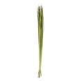 thumbnail image 1 of Vickerman 72" Foliage Green Sable Grass, XL 16 oz Bundle, Dried, 1 of 3