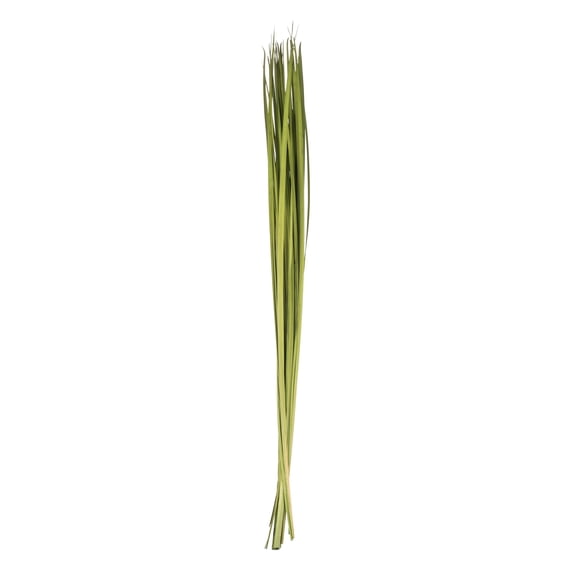 Vickerman 72" Foliage Green Sable Grass, XL 16 oz Bundle, Dried