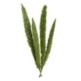 thumbnail image 1 of Vickerman 8-10" Green Foxtail Fern, 16 Stem Bunch, Preserved, 1 of 3