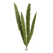 Vickerman 8-10" Green Foxtail Fern, 16 Stem Bunch, Preserved
