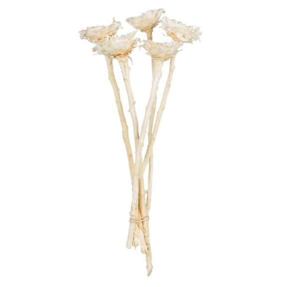 Vickerman 8-12" Bleached Rosette Compacta - Sleeved 5 stems, Dried