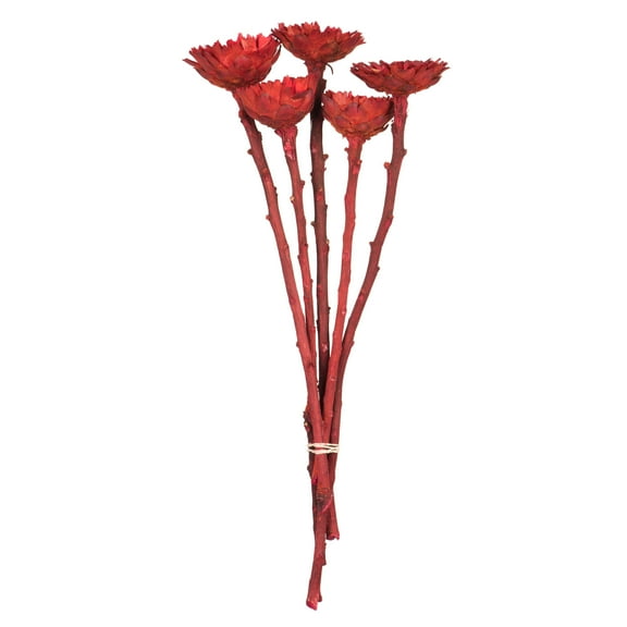 Vickerman 8-12" Red Rosette Compacta - Sleeved 5 stems, Dried