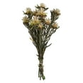 thumbnail image 1 of Vickerman 8-20" Natural Plumosum Bundle, 13 flower heads per bundle, Preserved, 1 of 2