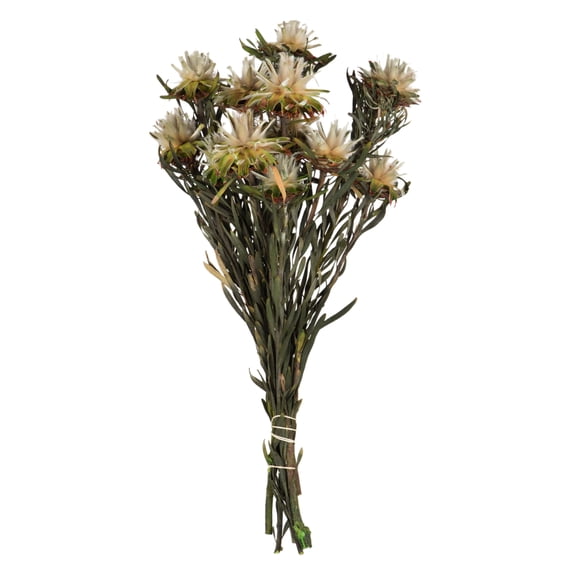 Vickerman 8-20" Natural Plumosum Bundle, 13 flower heads per bundle, Preserved