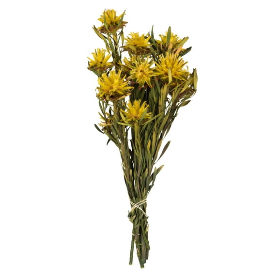 Vickerman 8-20" Yellow Plumosum Bundle, 13 flower heads per bundle, Preserved