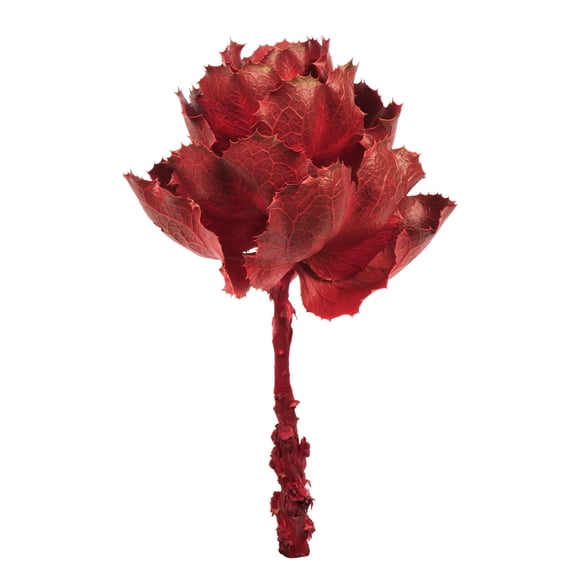 Vickerman 8" Dried Red Queen Flower