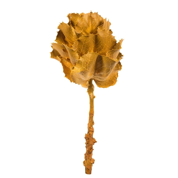 Vickerman 8" flower Aspen Gold Queen Flower, 1 stem, Dried