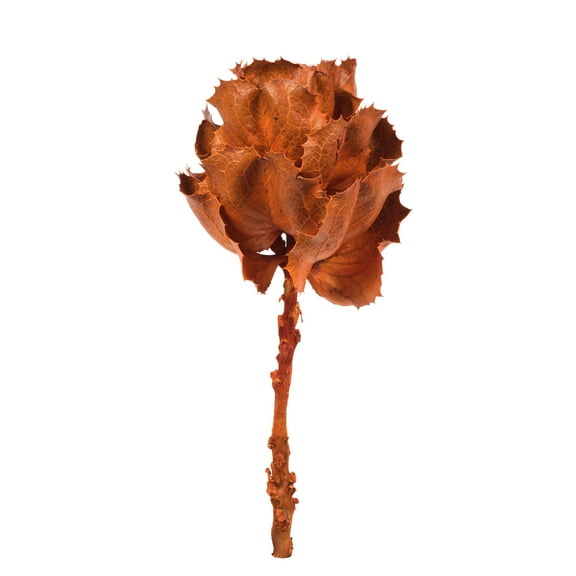 Vickerman 8" flower Autumn Queen Flower, 1 stem, Dried
