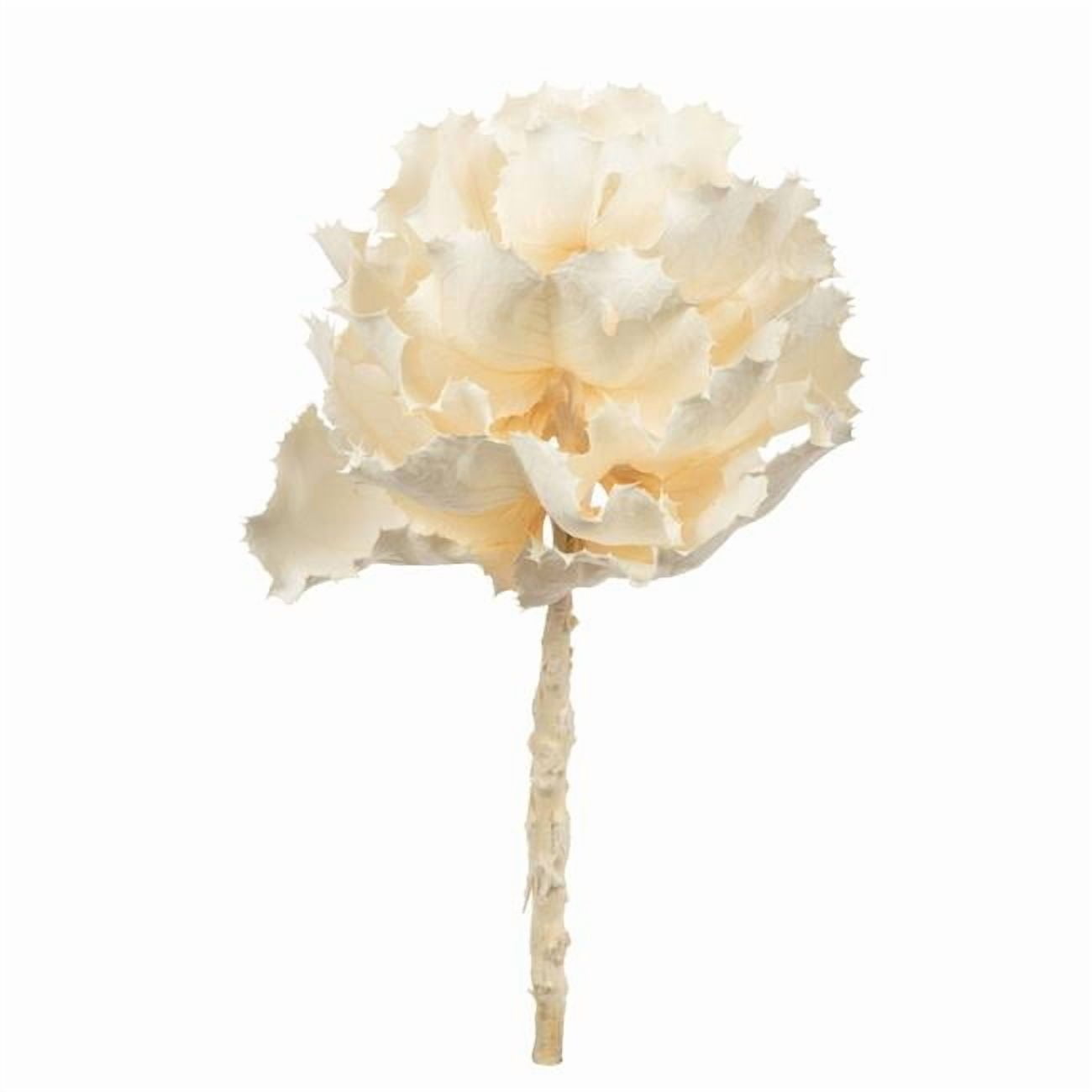 Vickerman 8" flower Bleached Queen Flower, 1 stem, Dried
