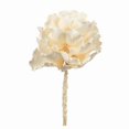 thumbnail image 1 of Vickerman 8" flower Bleached Queen Flower, 1 stem, Dried, 1 of 4