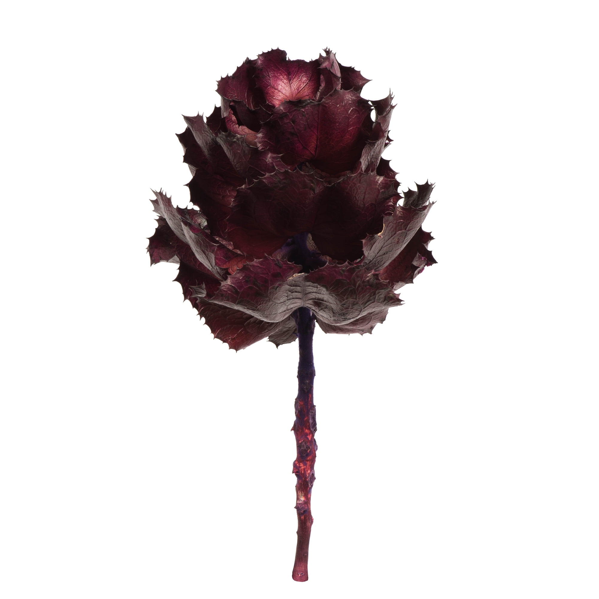 Vickerman 8" flower Violet Queen Flower, 1 stem, Dried