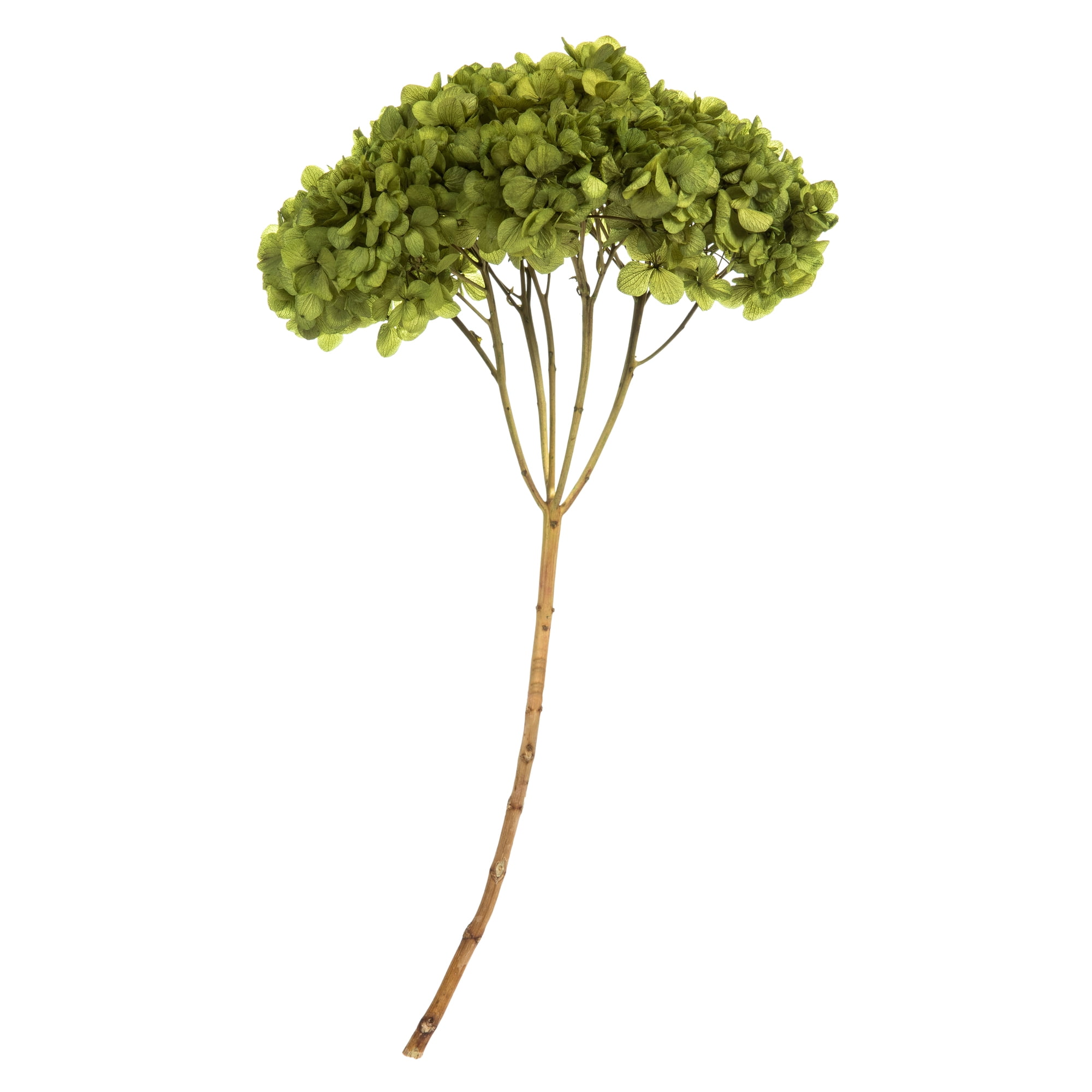 Dried Hydrangea, Natural Green