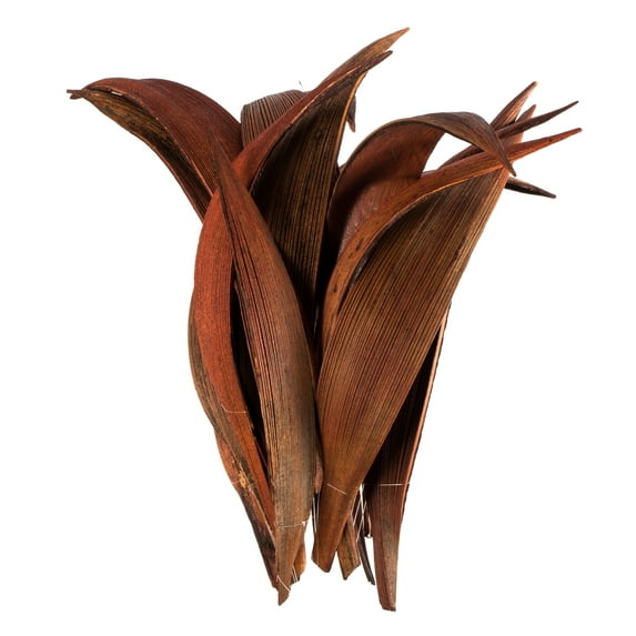 Vickerman Dark Brown Palm Paddle 6" to 12" Height, Real Preserved Palm Decor for Home or Everyday Arrangements, 16 to 20 Pieces Per Pack