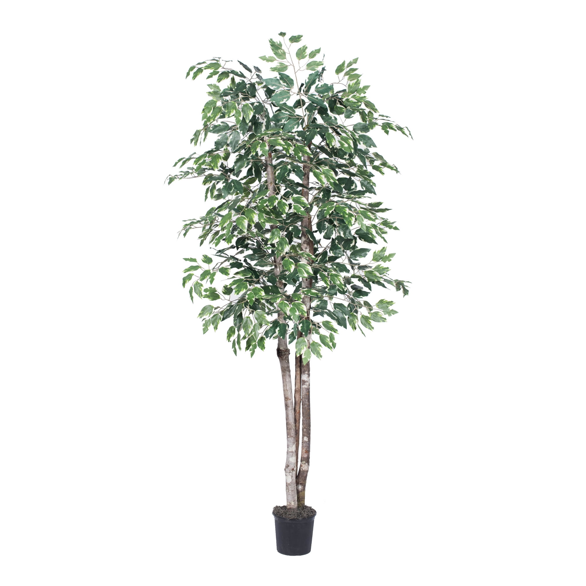 Vickerman Everyday 6' Artificial Variegated Ficus Deluxe in a Black ...