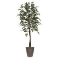 thumbnail image 1 of Vickerman 6' Artificial Frosted Maple, Black Plastic Pot, 1 of 2