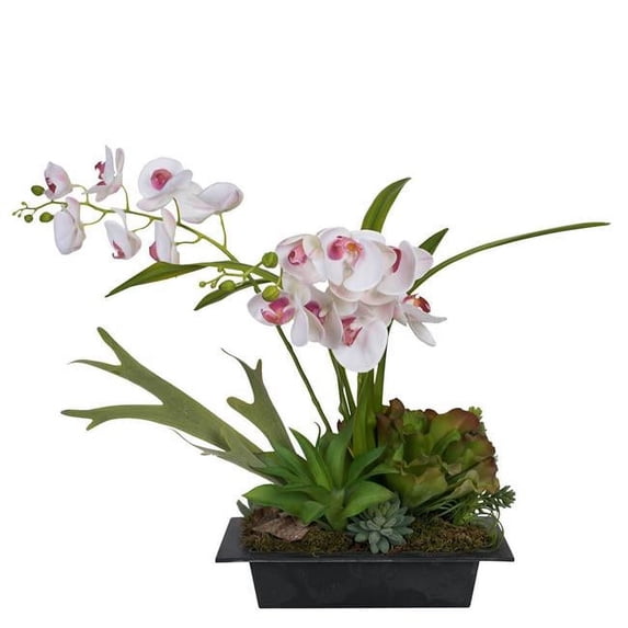 27" White Orchid w/ Variety Succulents