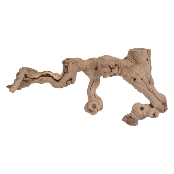 Vickerman Grapewood Sand Blasted trunk branchy, Dried
