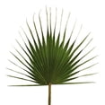 thumbnail image 1 of Vickerman 23-31" W Green Palm - Washingtonia - 50 pieces per Case, Preserved, 1 of 2