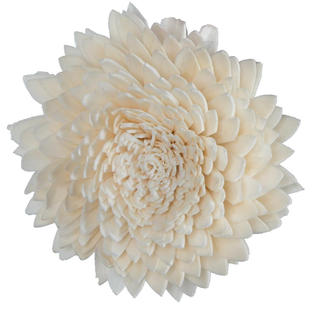 Vickerman 686430 - 1-3" Assorted Zinnia Sola Head 24/bg (H7SFL100) Dried and Preserved Flowers