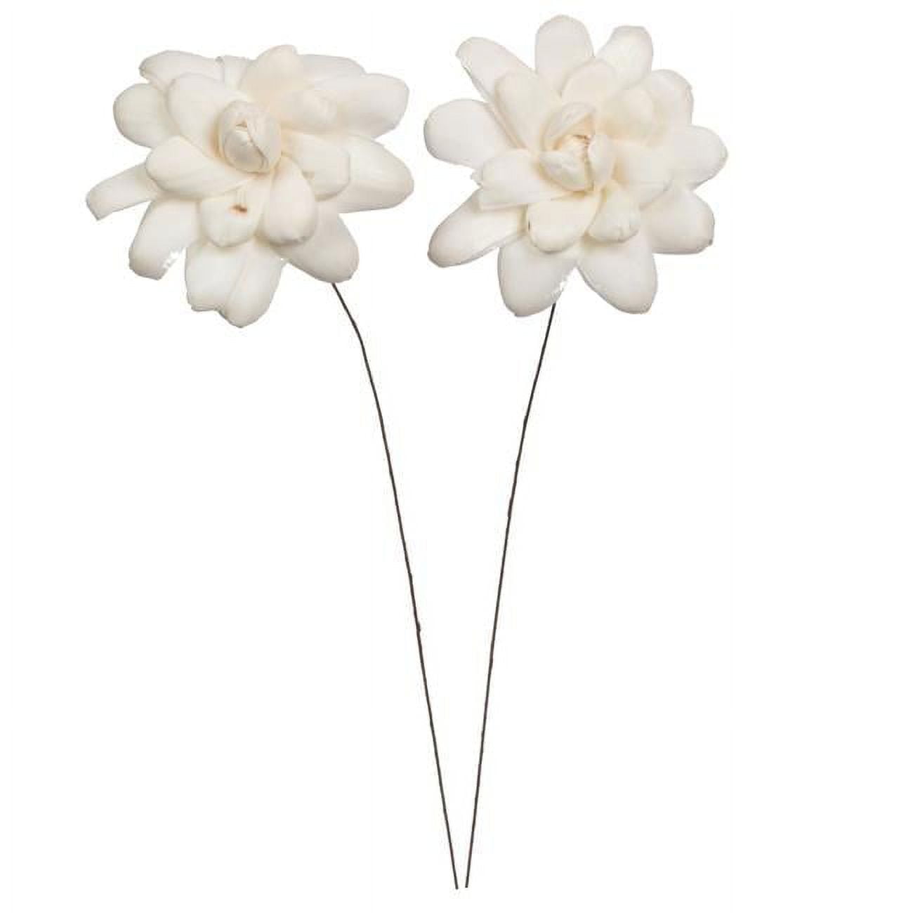Vickerman 686263 - 4" Eleanor Sola Flower 12" Stem 12/bg (H7SFS008) Dried and Preserved Flowers