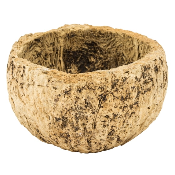 Vickerman Half Bleached Mayan Coconut 3" Wide, Real Preserved Coconut Decor for Home or Everyday Arrangements, 10 Pieces Per Pack