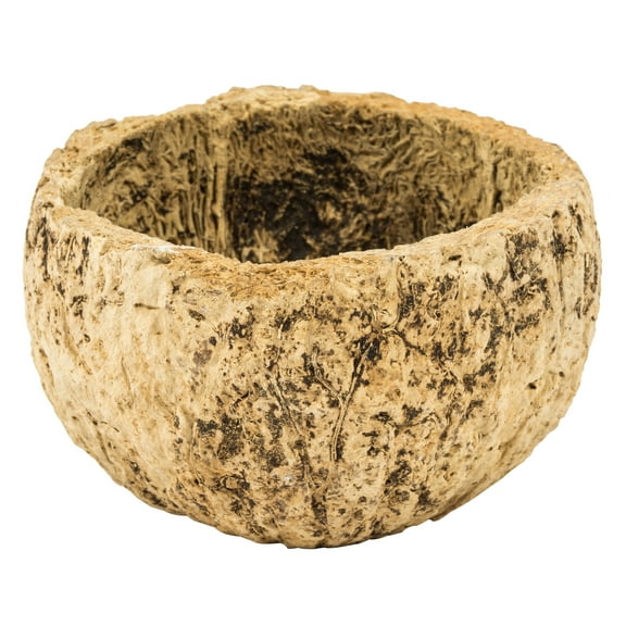 Vickerman Half Bleached Mayan Coconut 3" Wide, Real Preserved Coconut Decor for Home or Everyday Arrangements, 10 Pieces Per Pack