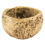 Vickerman Half Bleached Mayan Coconut 3 Wide, Real Preserved Coconut Decor for Home or Everyday Arrangements, 10 Pieces Per Pack