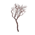 thumbnail image 1 of Vickerman Manzanita Tree Natural 24", Dried, 1 of 4