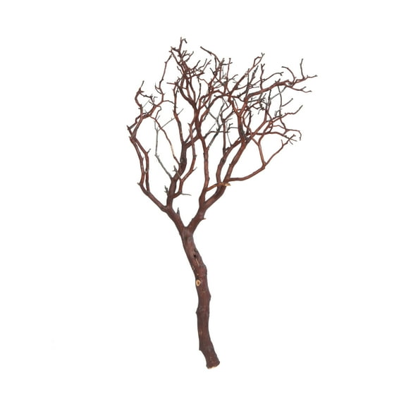 Vickerman Manzanita Tree Natural 24", Dried